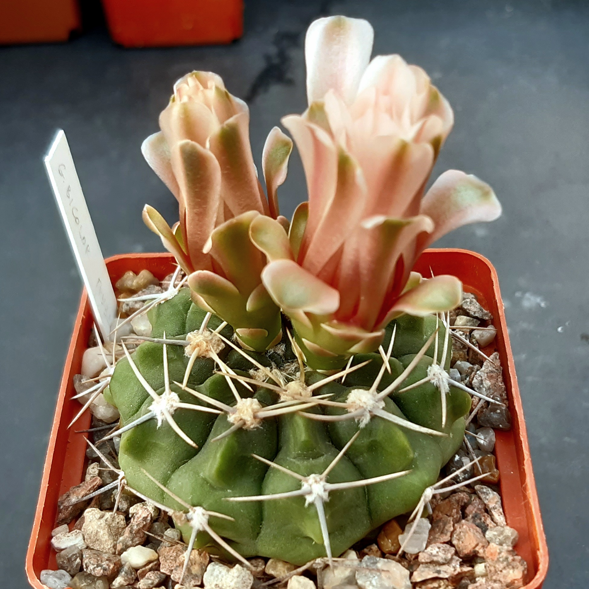 Gymnocalycium gaponii