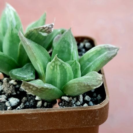 Haworthia Cuspidata Variegata Cactus Shop