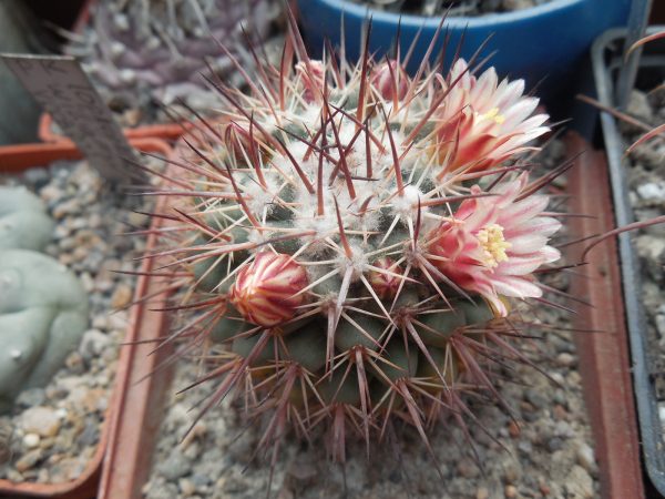 DSCN9562