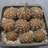 Gymnocalycium ragonesei