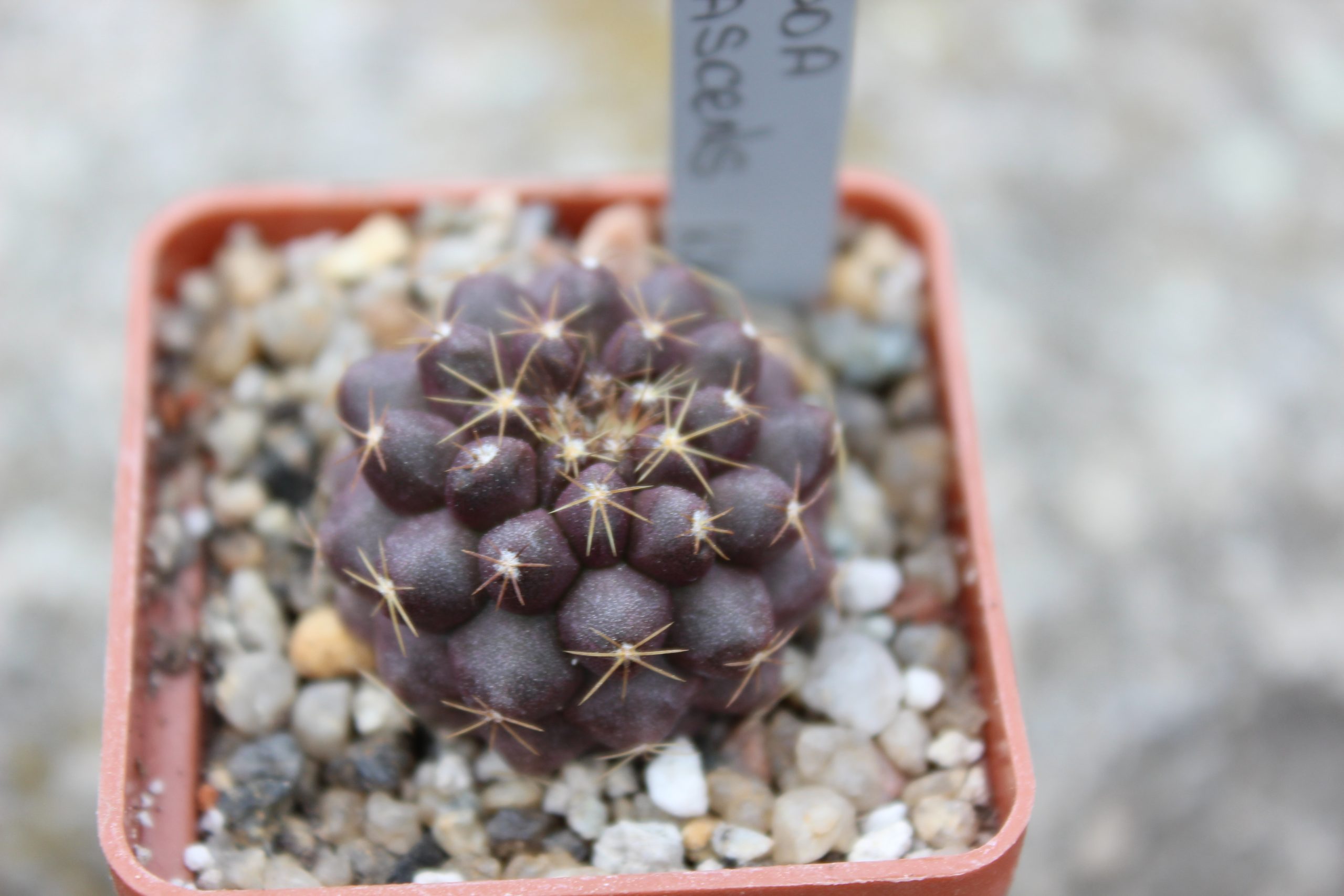 Copiapoa cinerascens KK 176 —
