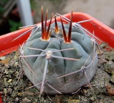 358.202gymnocalycium gibbosum var. chubutense PK 29\72  Cactus-shop