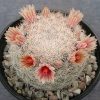 Mammillaria candida v. rosea