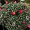 Mammillaria rhodantha ssp. tetracantha