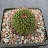 Mammillaria rhodantha ssp. tetracantha_