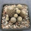 Sulcorebutia langeri HS 240