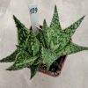 109 Aloe hybrid