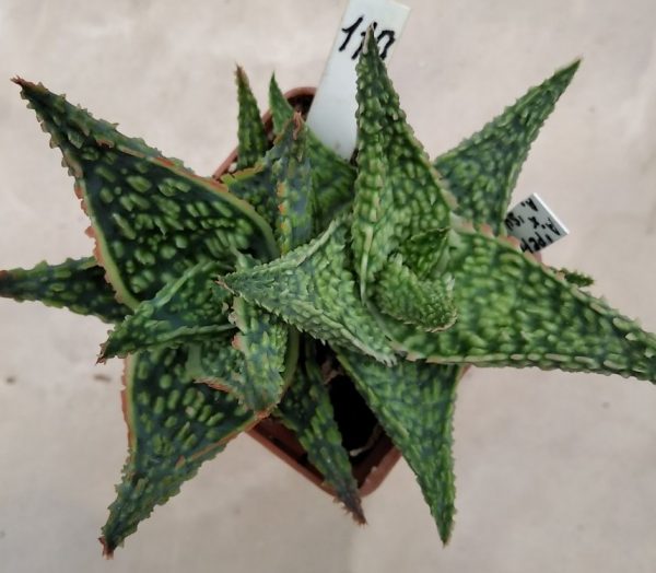 110 Aloe hybrid