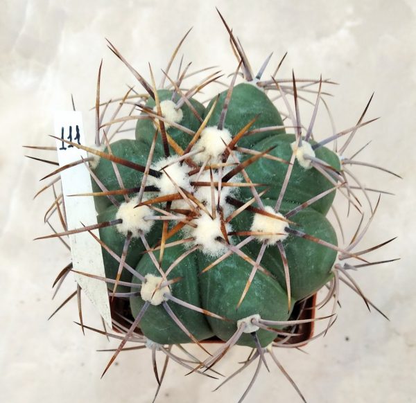 111 Echinocactus horizonthalonius