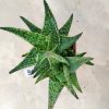 112 Aloe hybrid