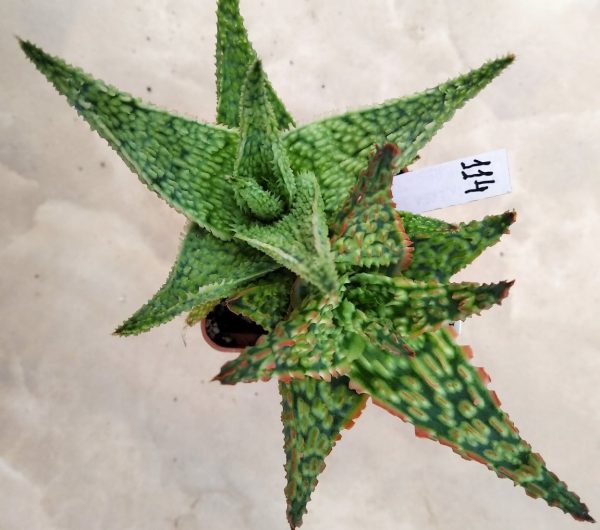 114 Aloe hybrid