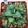 119 Agave pumila ‘Clusterfest’