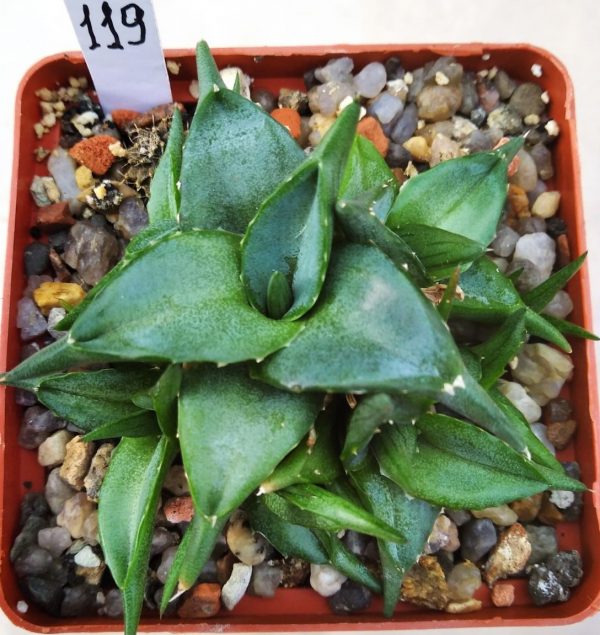 119 Agave pumila ‘Clusterfest’
