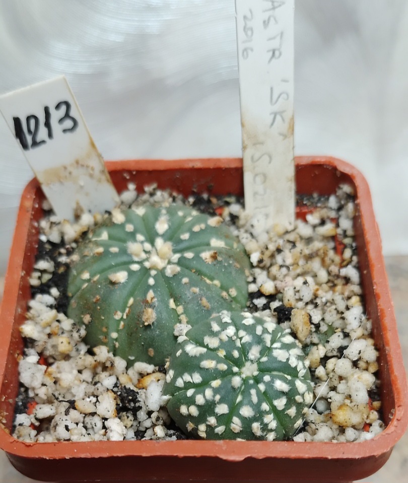 1213 Astrophytum asterias Super Kabuto весь горшик Cactus shop