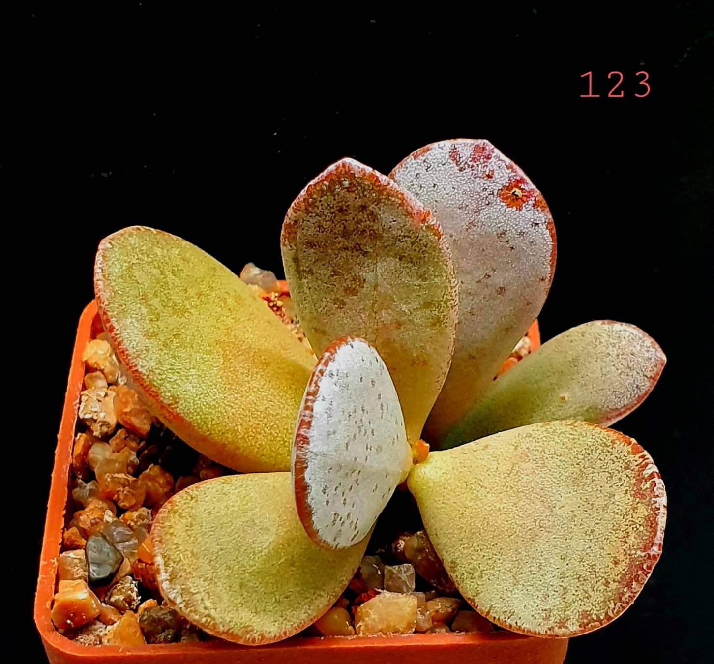 Adromischus montium-klinghardti- S.Namib, Richtersveld, AP (5x5 ...