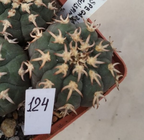 124 Gymnocalycium spegazzinii v. unguispinum