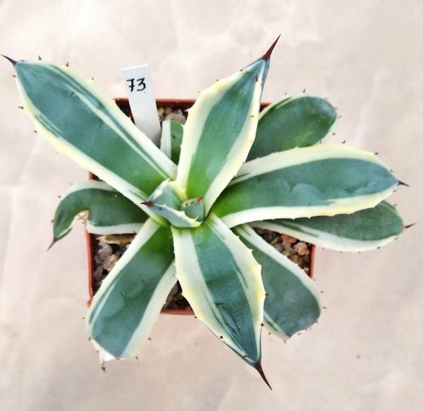 73 Agave parry ‘Cream Spike’