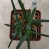 76 Aloe bowiea