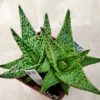83 Aloe hybrid