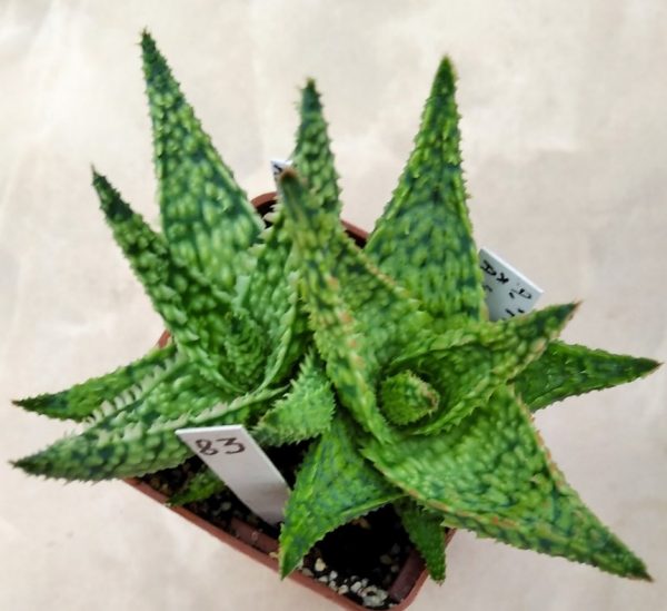 83 Aloe hybrid