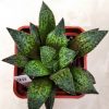 98 Haworthia hybrid