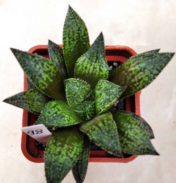 98 Haworthia hybrid