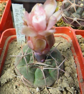 505.01 gymnocalycium rhodantherum VG 215  Cactus-shop