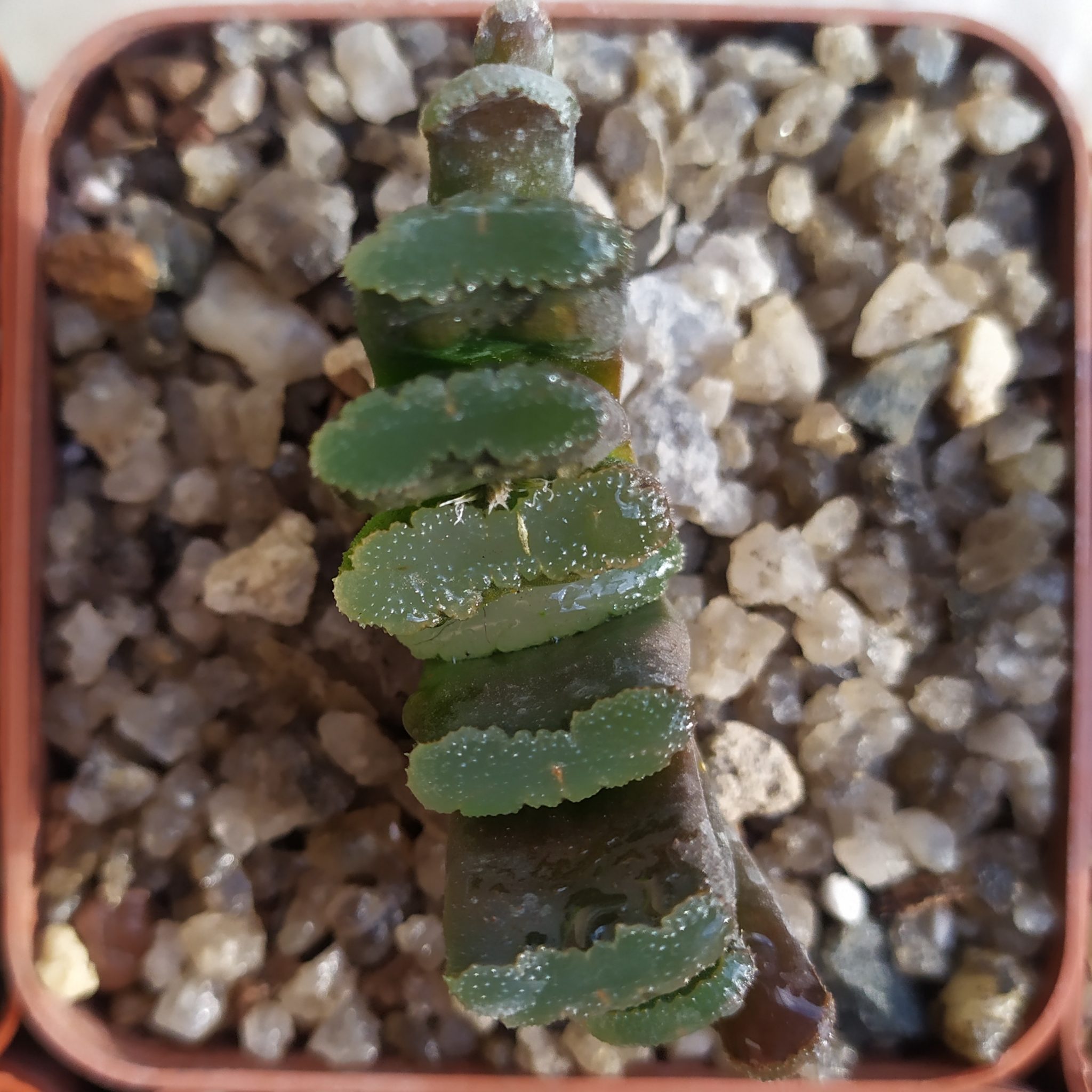 Товары — Cactus-shop