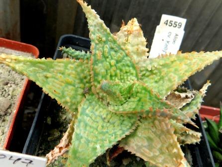 4559 aloe kelly griffin  Cactus-shop