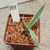 1511 Agave potatorum ‘Kishoukan’