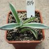 1514 Agave parry ‘Cream Spike’