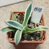 1518 Agave parry ‘Cream Spike’
