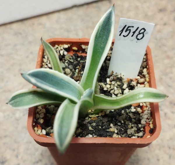 1518 Agave parry ‘Cream Spike’