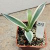 1519 Agave parry ‘Cream Spike’