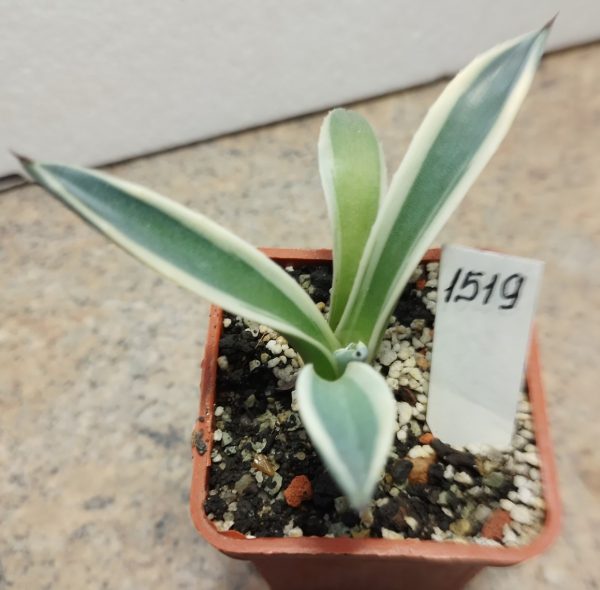 1519 Agave parry ‘Cream Spike’