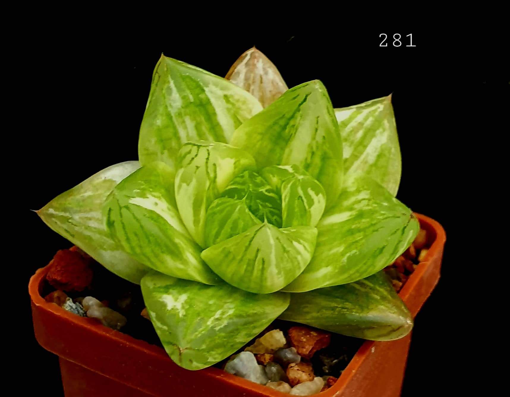 Haworthia Cymbiformis Var Setulifera Fa Variegata X Cactus Shop