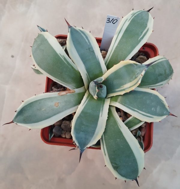 310 Agave parry ‘Cream Spike’