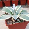 310 Agave parry ‘Cream Spike’_