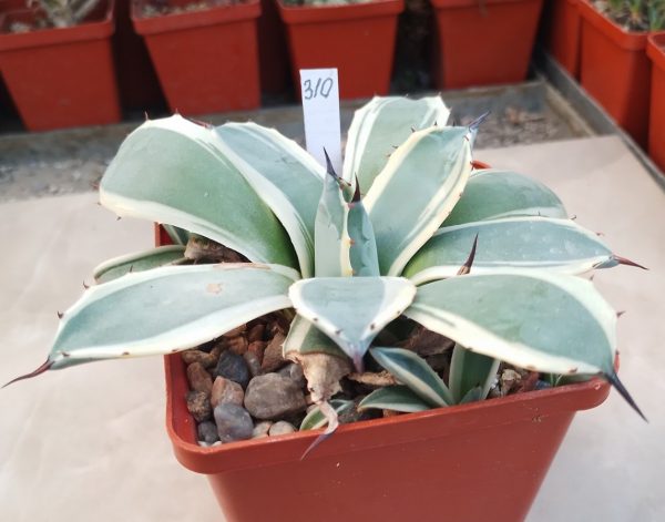 310 Agave parry ‘Cream Spike’_