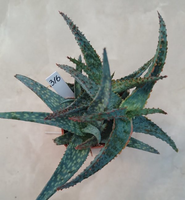 316 Aloe hybrid