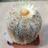 339 Astrophytum asterias ‘Super Kabuto’ V type