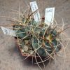 370 Gymnocalycium cardenasianum JO 605