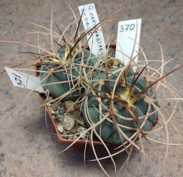 370 Gymnocalycium cardenasianum JO 605