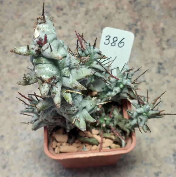 386 Euphorbia horrida f. monstruosa