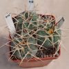 414 Gymnocalycium cardenasianum KK2133 _