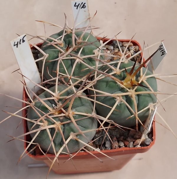 414 Gymnocalycium cardenasianum KK2133 _