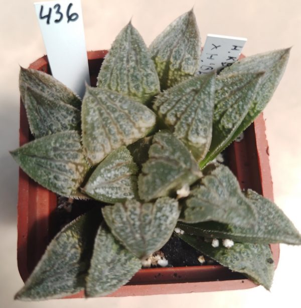 436 Haworthia hybrid