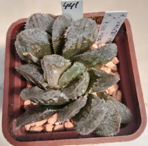 441 Haworthia hybrid