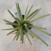 469 Agave albopilosa