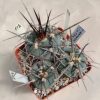 512 Gymnocalycium armatum VS 0579